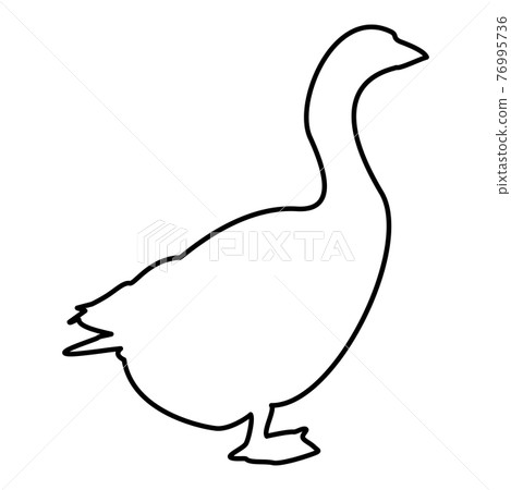 Goose Gosling Geese Anser Gander contour outline Goose Gosling Geese Anser Gander contour outline 76995736