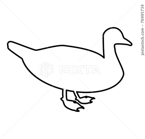 Duck Male mallard Bird Waterbird Waterfowl Duck Male mallard Bird Waterbird Waterfowl 76995739