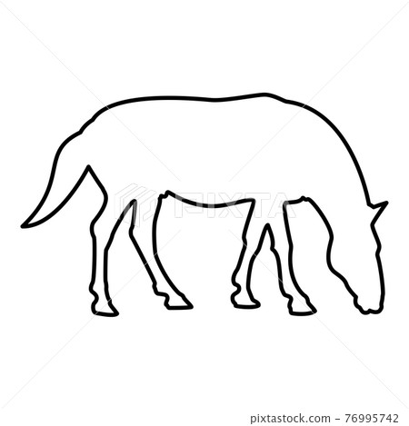 Steed Horse Equestrian Equine Stallion Steed Horse Equestrian Equine Stallion 76995742