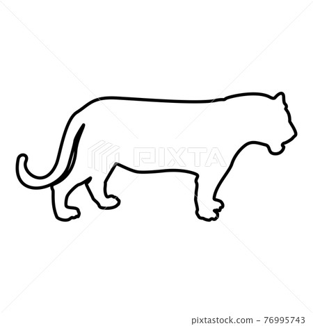 Tiger contour outline black color vector  76995743
