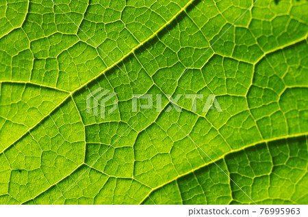 Macro texture of green leaf 76995963