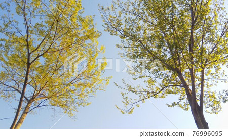 Blue sky and tree Blue sky and tree 76996095