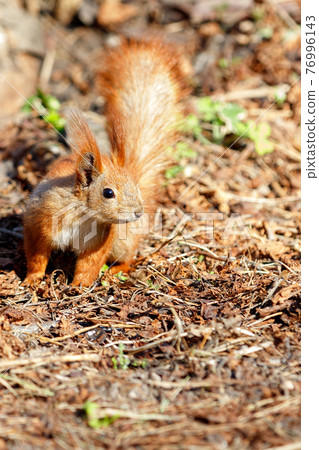 An orange fluffy squirrel descended on an earthen mat of withered fallen leaves. 76996143