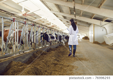 View from the back of a veterinarian conducting regular inspections of cattle on a dairy farm. 76996293