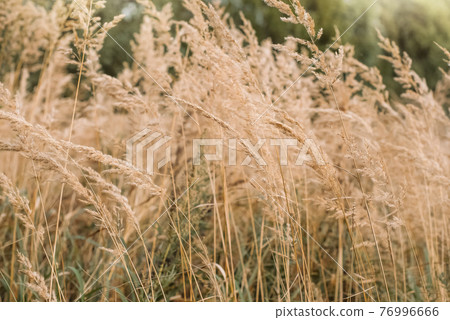 Bushgrass Calamagrostis epigejos grass dried inflorescence 76996666