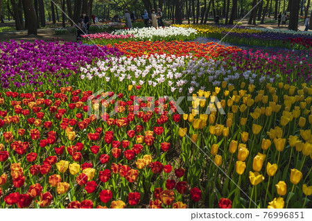 森林地上的鬱金香田[日立海濱公園/玉宮公園] 76996851