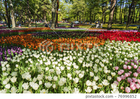 森林地上的鬱金香田[日立海濱公園/玉宮公園] 76996852