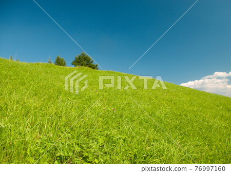 Beautiful Green Meadow 76997160