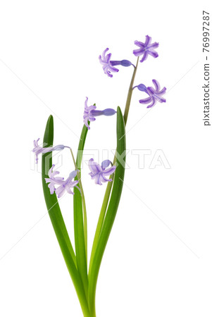 Wild hyacinth flowers isolated on white background. Hyacinthus orientalis. Beautiful spring flowers. 76997287