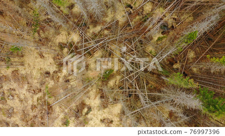 Wood aerial bark beetle drone pest Ips typographus dead spruce tree infested and attacked by the European spruce quadcopter view flying fly flight show, cutting deforestation caterpillar dead 76997396