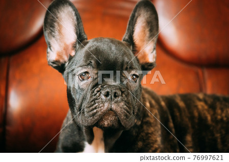 Close Up Portrait Of Young Black French Bulldog Dog Puppy. Funny Dog Baby With Beautiful Black Snout Eyes Bulldog Puppy Dog. Adorable Bulldog Puppy 76997621