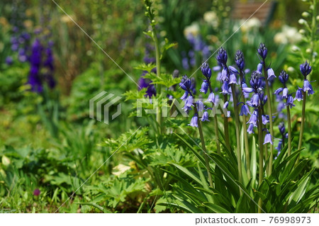 April Chofu 1013 Schiller, Campanulata, Asparagus Family, Keio Floral Garden 昂熱 76998973