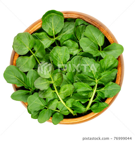 Watercress leaves in a wooden bowl. Fresh yellowcress, Nasturtium officinale. Leaf vegetable with piquant flavor. Aquatic vegetable or herb. Close-up from above, isolated over white, macro food photo. 76999044