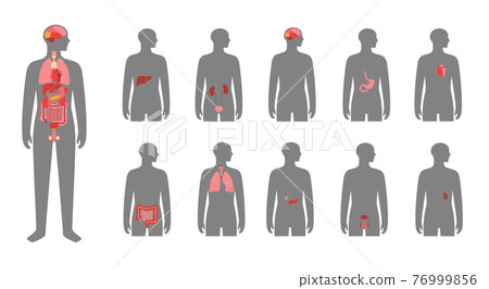 Human internal organs 76999856