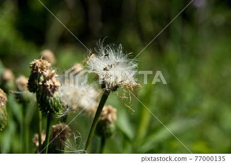 福克斯迫擊砲 福克斯迫擊砲 77000135