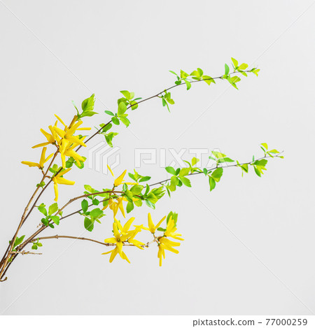 Delicate light background with spring yellow flowers on branches Delicate light background with spring yellow flowers on branches 77000259