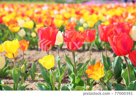 Tulip flower 77000391