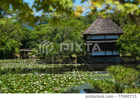 Water lily flowers blooming in a pond in a garden with a thatched roof building 77000715