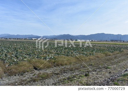 Vegetable fields and mountains Vegetable fields and mountains 77000729