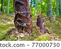 Image of bamboo shoots, ingredients for spring and early summer 77000730