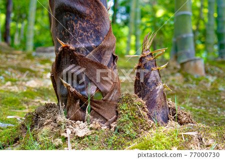 Image of bamboo shoots, ingredients for spring and early summer Image of bamboo shoots, ingredients for spring and early summer 77000730