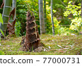 Image of bamboo shoots, ingredients for spring and early summer 77000731