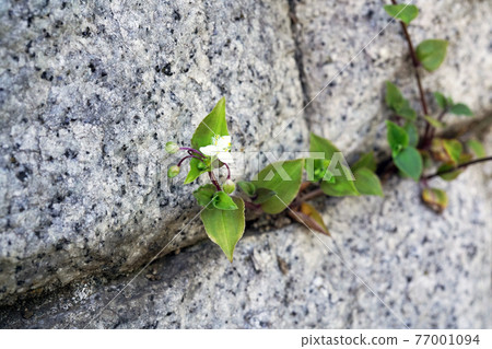 沒有hakata Calicusa 77001094