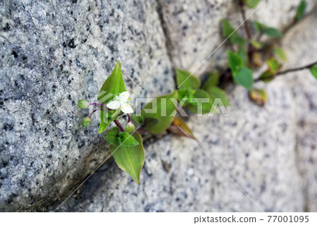 沒有hakata Calicusa 沒有hakata Calicusa 77001095