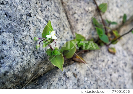 沒有hakata Calicusa 沒有hakata Calicusa 77001096