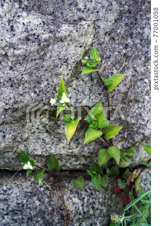 沒有hakata Calicusa 沒有hakata Calicusa 77001098
