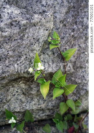 No hakata Calicusa No hakata Calicusa 77001101