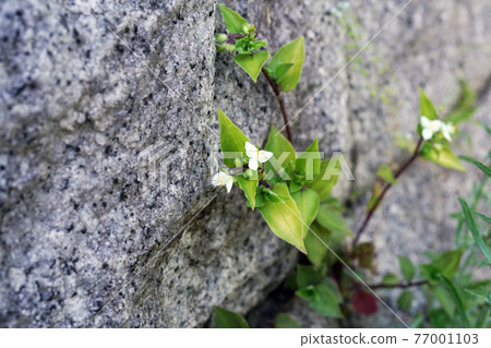 No hakata Calicusa No hakata Calicusa 77001103