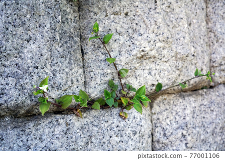 沒有hakata Calicusa 沒有hakata Calicusa 77001106