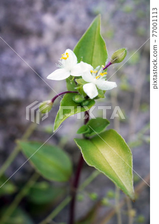 No hakata Calicusa No hakata Calicusa 77001113