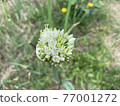 Fresh green onion 77001272