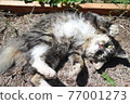 Cat falling asleep 77001273