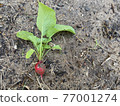 Radish 77001274