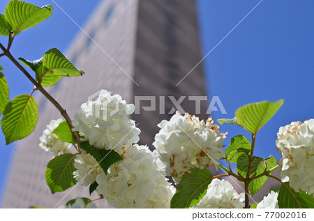 城市景觀：摩天大樓和鮮花的圖片 77002016