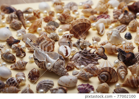 a lot of different empty sea shells on yellow background, macro details a lot of different empty sea shells on yellow background, macro details 77002100