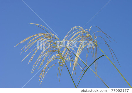 Miscanthus with blue sky background Miscanthus with blue sky background 77002177