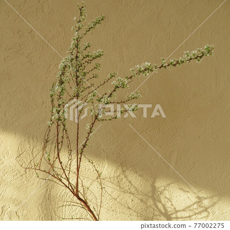 Yukiyanagi and diatomaceous earth walls and sunlight Light and shadow Natural botanical Yukiyanagi and diatomaceous earth walls and sunlight Light and shadow Natural botanical 77002275