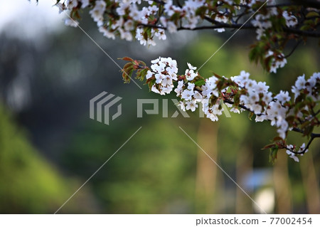 城市春天的風景,春天的日子 城市春天的風景,春天的日子 77002454