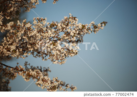 City spring scenery, spring day City spring scenery, spring day 77002474