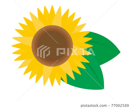 Sunflower vector illustration - Stock Illustration [77002589] - PIXTA