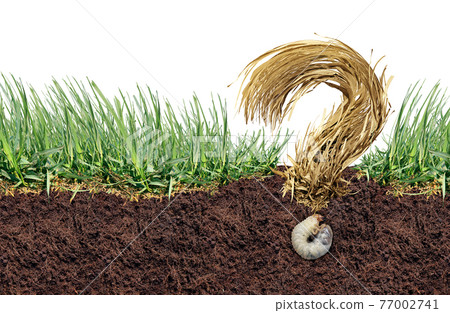 Grass Grub Questions 77002741