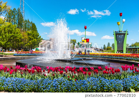 Fountain and tulip garden 77002810