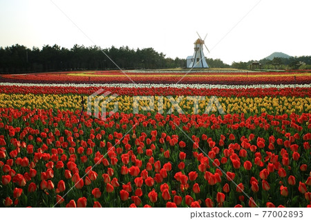Tulip Garden, Spring Scenery 77002893