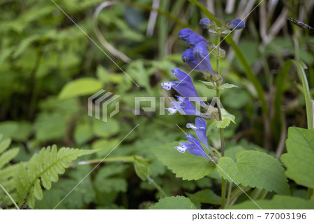 Scutellaria pebra flowers up (Lamiaceae, genus Skullcap) Scutellaria pebra flowers up (Lamiaceae, genus Skullcap) 77003196