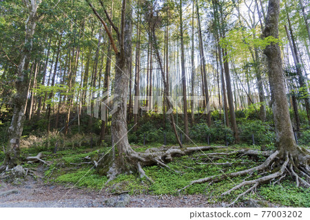 Trees that take root and wild grass / Azumakyo (Hanno City, Saitama Prefecture) Trees that take root and wild grass / Azumakyo (Hanno City, Saitama Prefecture) 77003202