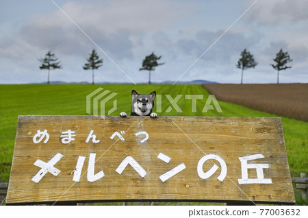 Black shiba and autumn fairy tale hill 77003632